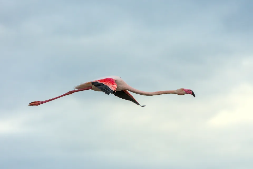Flamant rose photographié au parc de Pont de Gau en février 2025.