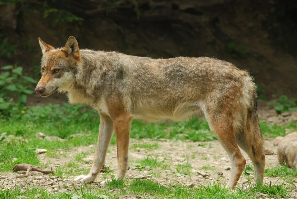 Loup photographié au parc Alpha, au Boréon, le 18 juillet 2008. Vue historique : ne représente pas les individus ni les aménagements actuels.