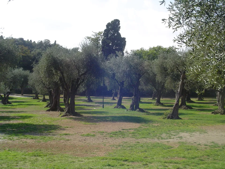 Oliveraie du jardin des Arènes de Cimiez, photographiée en septembre 2007.