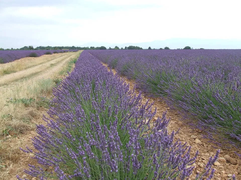 حقول مزهرة على هضبة Valensole