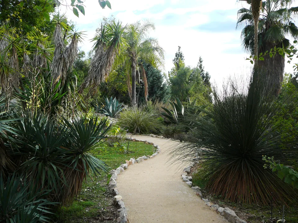 Allée parmi les collections du jardin botanique de Nice, photographiée en novembre 2008.