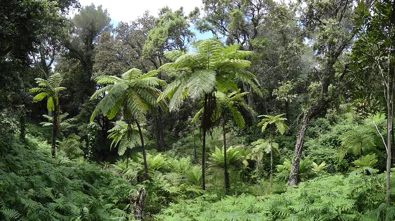 Fougères arborescentes dans le jardin du Domaine du Rayol